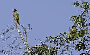 Black-headed Parrot