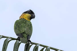 Black-headed Parrot