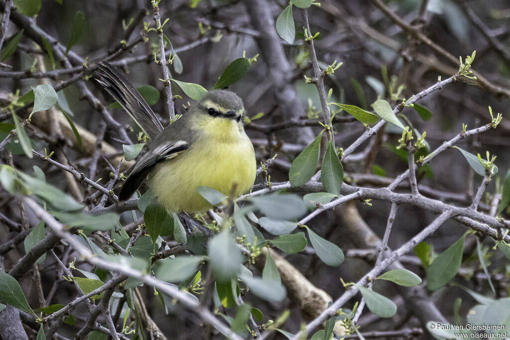 Greater Wagtail-Tyrantadult
