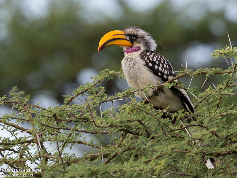 Eastern Yellow-billed Hornbill, close-up portrait