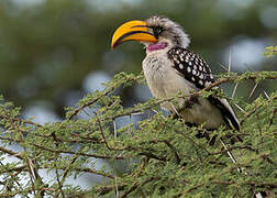 Eastern Yellow-billed Hornbill