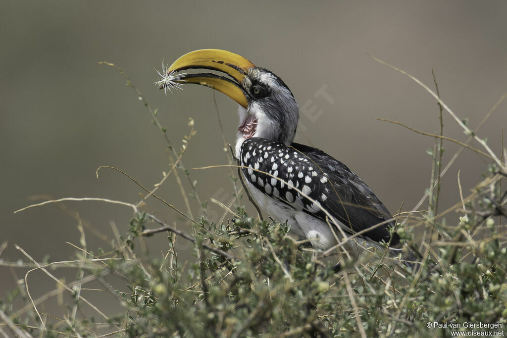 Eastern Yellow-billed Hornbill