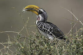 Eastern Yellow-billed Hornbill