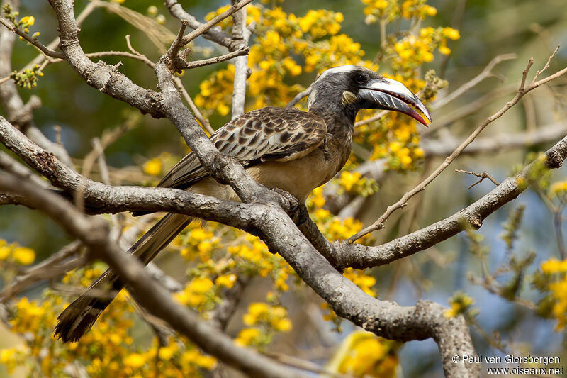 African Grey Hornbill