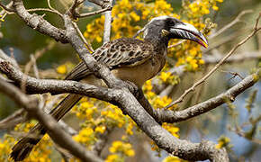 African Grey Hornbill