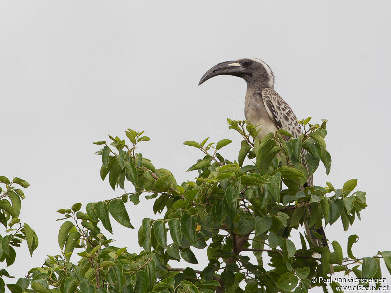 African Grey Hornbill