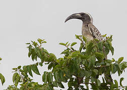 African Grey Hornbill