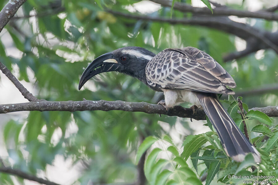 African Grey Hornbilladult