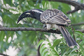 African Grey Hornbill