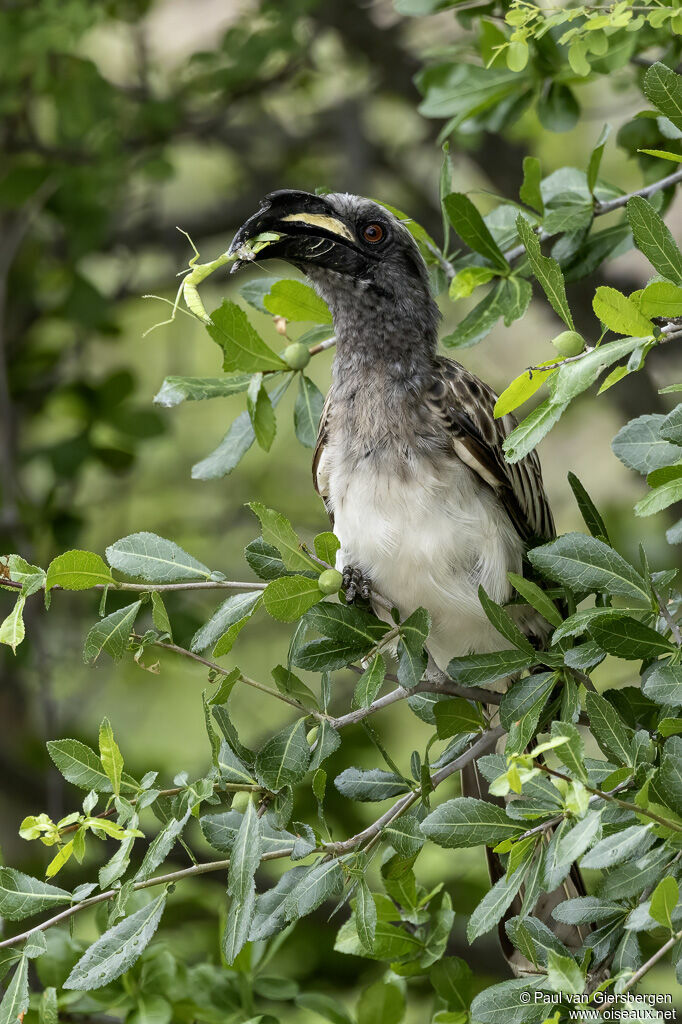 African Grey Hornbill male adult