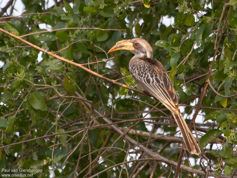 Calao à bec pâleadulte, identification