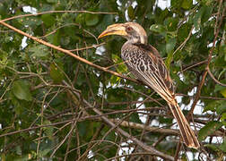 Pale-billed Hornbill