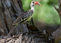 Northern Red-billed Hornbill