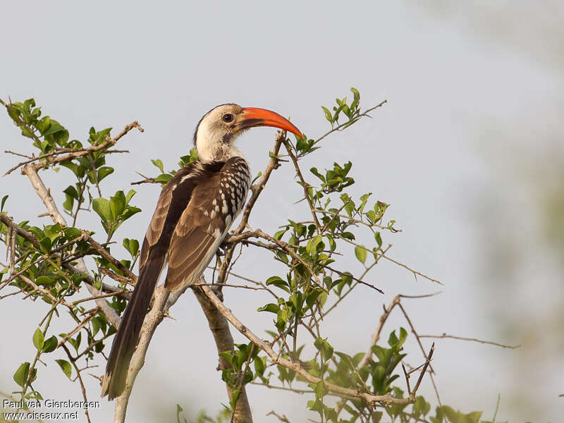 Northern Red-billed Hornbilladult