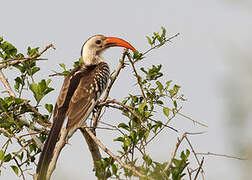 Northern Red-billed Hornbill