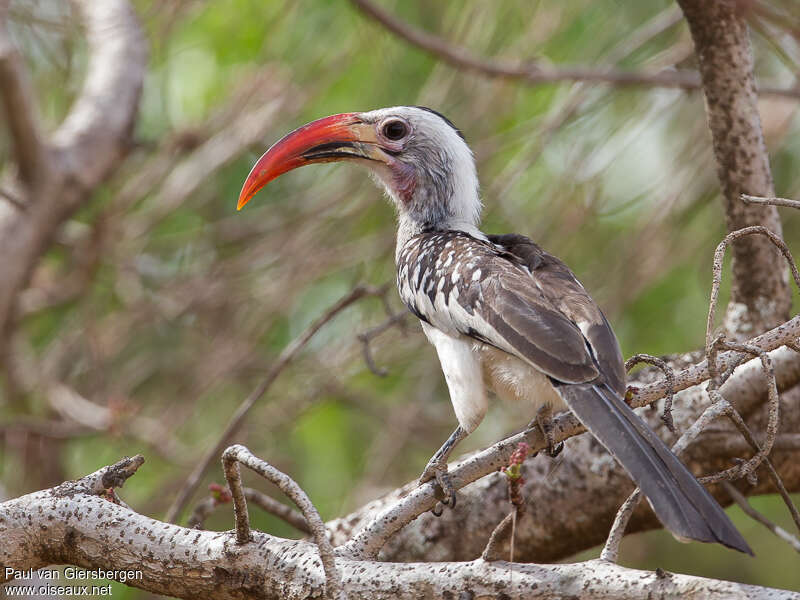 Northern Red-billed Hornbill male adult, identification
