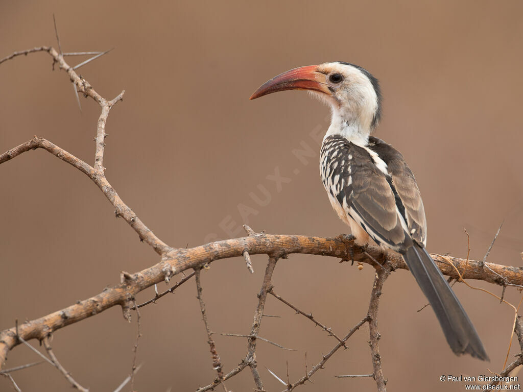 Northern Red-billed Hornbilladult