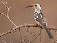 Northern Red-billed Hornbill