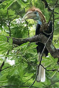 Yellow-casqued Hornbill