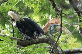 Yellow-casqued Hornbill