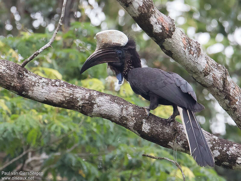 Yellow-casqued Hornbill male adult