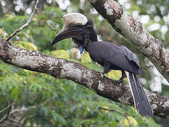 Yellow-casqued Hornbill