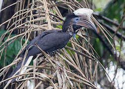 Yellow-casqued Hornbill