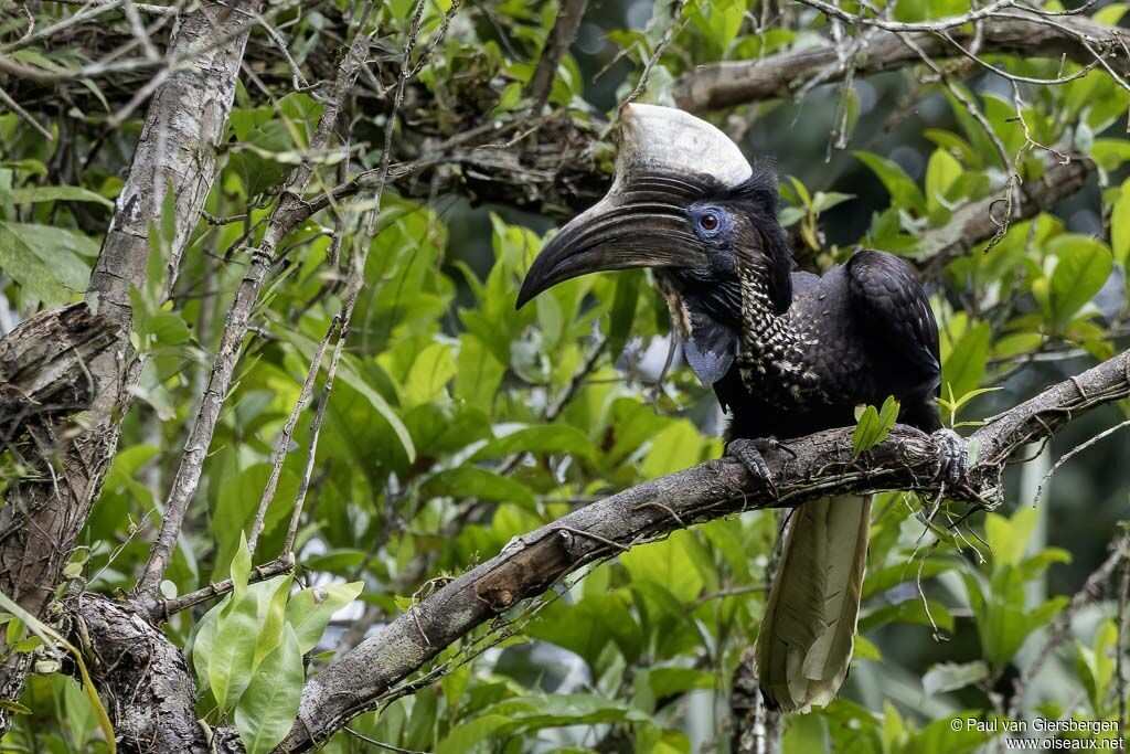 Yellow-casqued Hornbill male adult