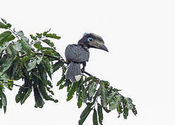 Black-casqued Hornbill