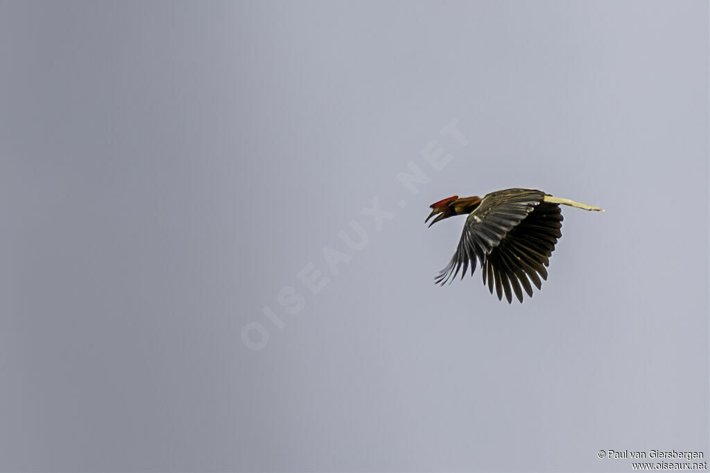 Rufous Hornbilladult