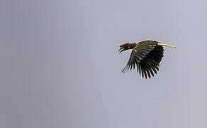 Rufous Hornbill