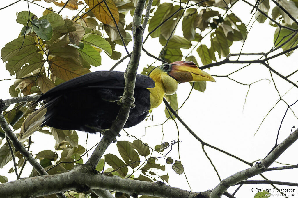 Wrinkled Hornbill male adult