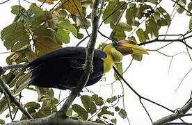 Wrinkled Hornbill