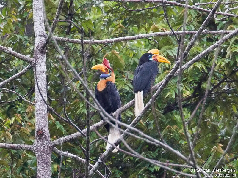 Knobbed Hornbill