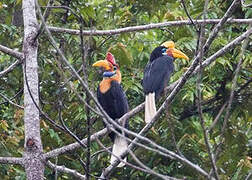 Knobbed Hornbill