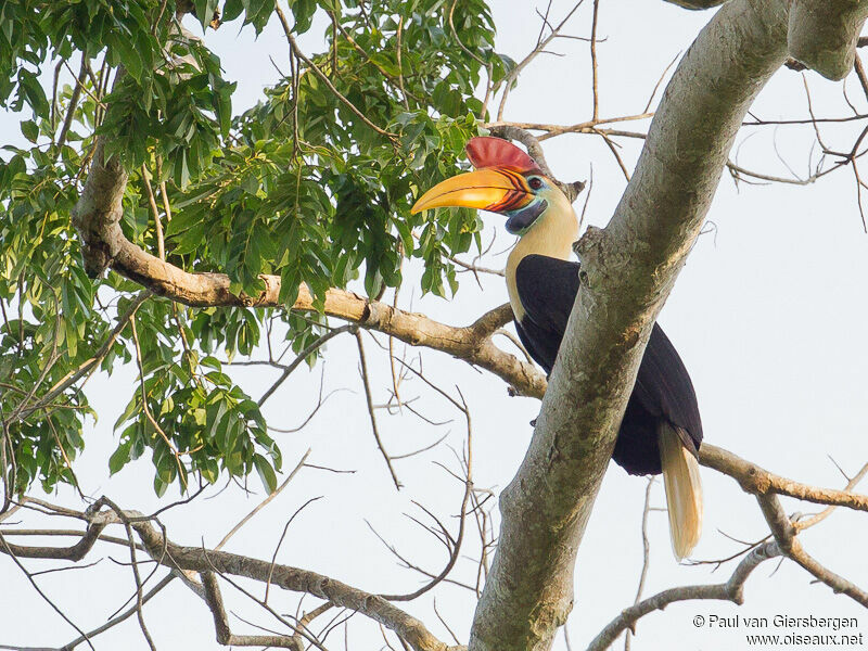 Knobbed Hornbill