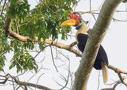 Knobbed Hornbill