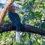 Rufous-necked Hornbill