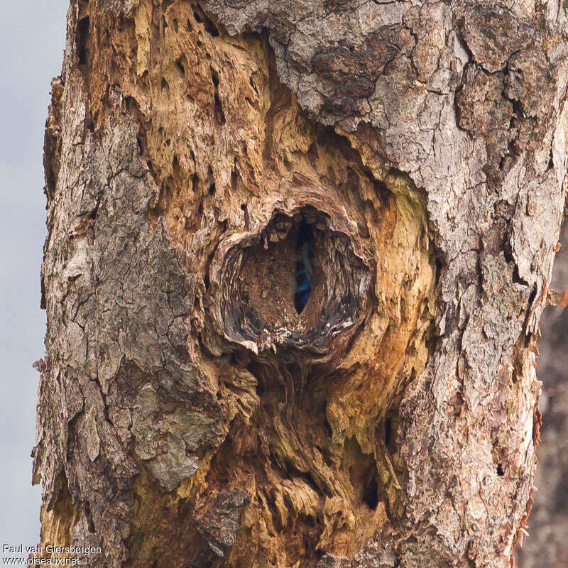 Rufous-necked Hornbill female, Reproduction-nesting