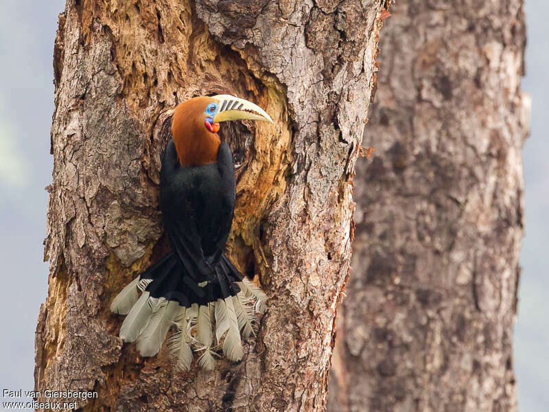 Rufous-necked Hornbill male adult