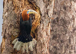 Rufous-necked Hornbill