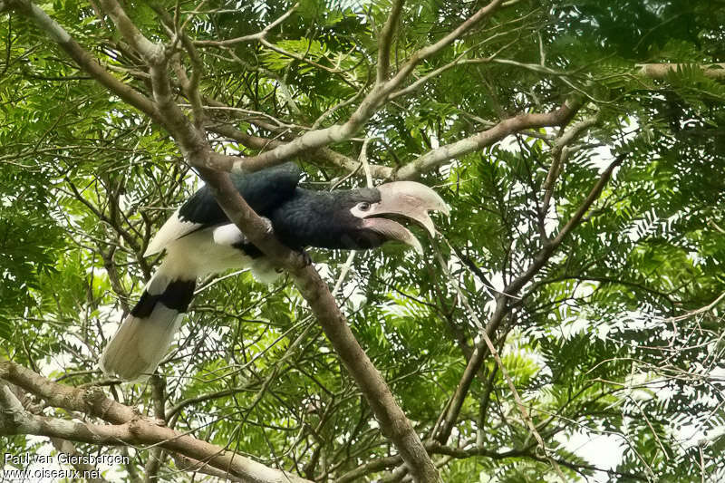 White-thighed Hornbilladult