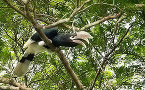 White-thighed Hornbill