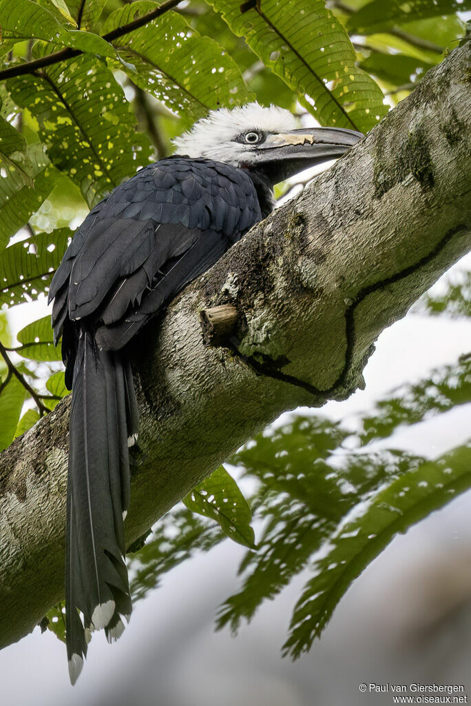 Western Long-tailed Hornbilladult, identification