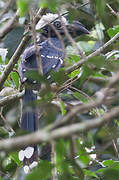 Western Long-tailed Hornbill