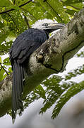 White-crested Hornbill