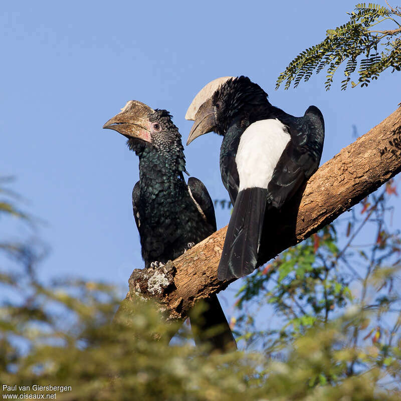 Silvery-cheeked Hornbilladult, Behaviour