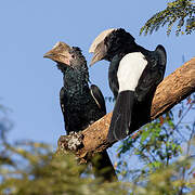 Silvery-cheeked Hornbill