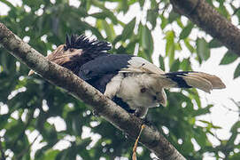 Brown-cheeked Hornbill