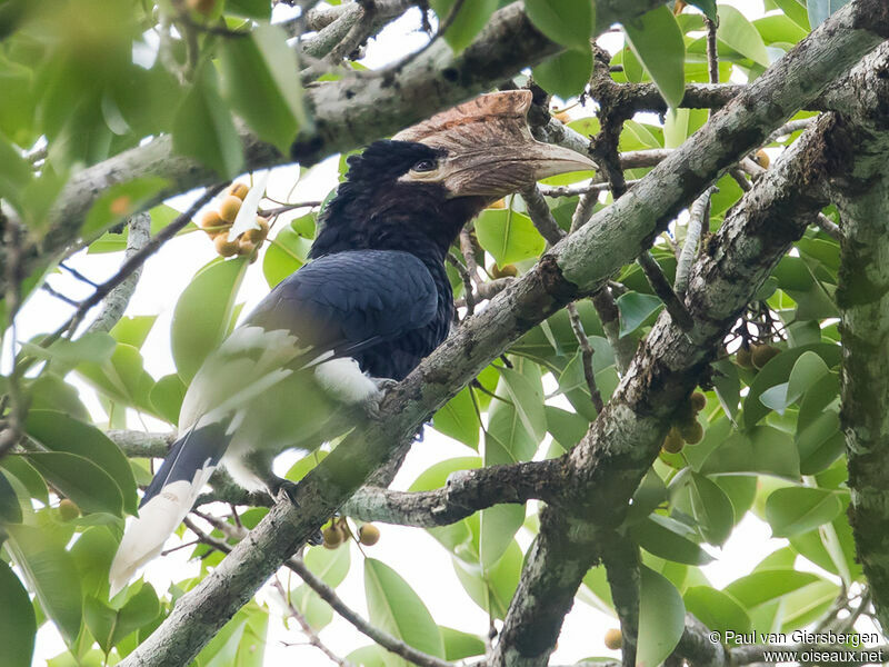 Brown-cheeked Hornbill male adult